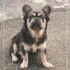 Fluffy french bulldog 