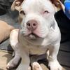 Gold and white Merle American Bully