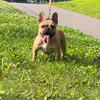 French bulldog 