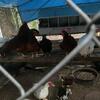 Chickens