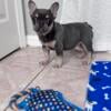 Lilac and tan French bulldog female