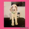 MOYEN POODLES