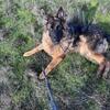 Young long haired west German Shepard show line 