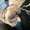 Exotic Frenchie Males 9 months old  AKC, 1 long hair Merle Harlequin fluffy and 1 Isabella Merle fluffy carrier producer!