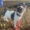 Adorable male tri blue pied Frenchie - BLUE EYES!