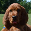 Irish Setter Puppies AKC