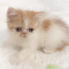 Adorable Red & White ESH Male Kitten