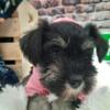 AKC Cutie Pie - Black & Silver Female Miniature Schnauzer Puppy