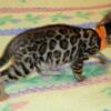 RESERVED- Gorgeous Female Bengal Kitten- Brown Rosetted W/Glittered Pelt