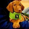 Vizsla puppies for sale