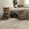 Bengal Kittens