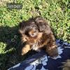 Shihtzu puppies