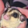 Sugar Glider joeys available