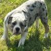 Olde English Bulldogge female puppy