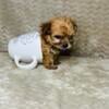 Payment plan Adorable tiny teacup Yorkie male, a beautiful blonde