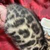 Bengal kittens, males & females