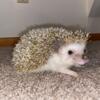Young female hedgehog