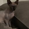 Sphynx cat 2 years old