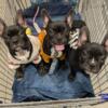 Puppies Boston Terrier/French bulldog (Frenchton/Froston)