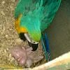 Blue and Gold Macaw babies. Summer clutch is on the way