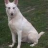 AKC White German Shepherd Male