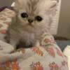 Doll face Persian Kittens 3 female born 7/29