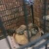 6 button quail 2 male 4 female