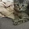 Kittens  10 weeks old