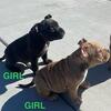 Pocket Micro American Bully