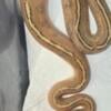 Puma Ball Python 4 Sale