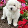 Beautiful First Generation Maltipoo Puppy - Una (Born 5/25/24)