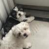 Brother and sister shih tzu puppies looking for a home