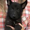 AKC German Shepherd MALE Pup: MAX