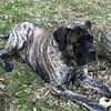 Old English Mastiff Flexx available for stud. Full panel dna tested