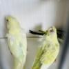 Crested Rainbow Budgies Available