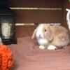 Pedigreed Holland Lop Buck