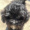 Maltipoo Puppy for Sale