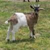 Alpine buckling goat