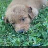 Red Golden Retriever Puppies