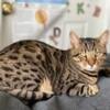 Bengal Cat - Male - 2 yrs old - Neutered, microchipped, fully vaccinated