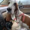 Akc Female Basset Hound