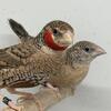 African Cutthroat Finches (Split to Albino, Opal mutations)