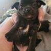 For sale Chihuahua Puppies