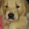 Golden Retriever Puppy Male Akc