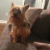 Male yorkie for sale