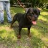 Rottweiler stud - NOT FOR SALE