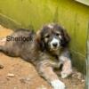 Sheepdoodle Pyrenese Puppies