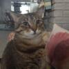 5yo spayed de-clawed sweet cat needs new home