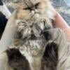 3 year old persian female cat