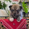 Siberian Husky/Norwegian Elkhound Puppies